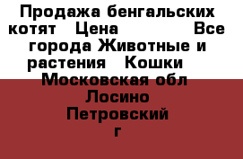 Продажа бенгальских котят › Цена ­ 20 000 - Все города Животные и растения » Кошки   . Московская обл.,Лосино-Петровский г.